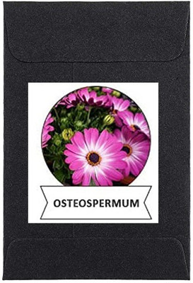 CYBEXIS Osteospermum Flower Seeds100 Seeds Seed(100 per packet)