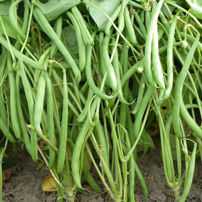 Avysa Dwarf French Bean Domino Seed(500 per packet)