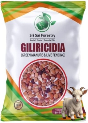 SRI SAI FORESTRY Gliricidia Sepium Seeds, Animal Fodder Seeds, Green Manure Plant Seed(100 per packet)