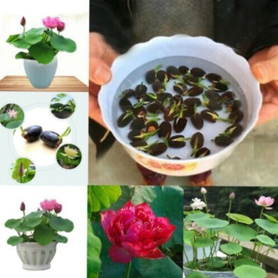 AFARTIOBINA Lotus seed Seed(20 per packet)