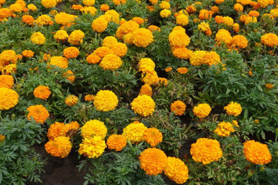 Aam ka beej marigold,gende ka phool seeds Seed(20 per packet)