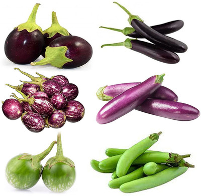 CYBEXIS XLL-35 - 6 Type of Brinjal Baingan - (1350 Seeds) Seed(1350 per packet)