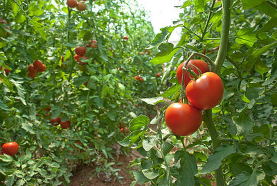 Sant Seeds LLP tomato Seed(30 per packet)