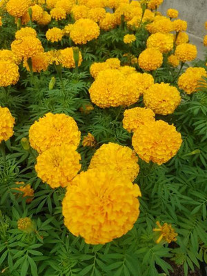 FEVESTA marigold/gende ka phool flower seeds Seed(75 per packet)