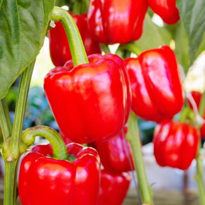 DIVINE CAPSICUM Seed(95 per packet)