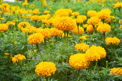 Harsh Impex marigold,gende ka phool seeds Seed(22 per packet)