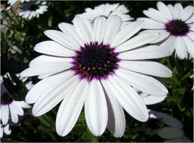 CYBEXIS OSTEOSPERMUM ECKLONIS - Sky and ICE Seed(50 per packet)