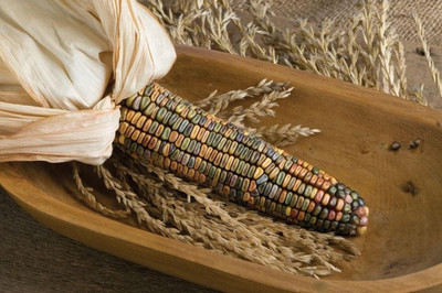 Qualtivate ATS-620 Ornamental Corn Seeds Seed(500 per packet)