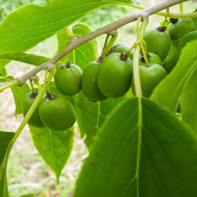 Aywal Kiwi Hybrid Fruit Seed(10 per packet)