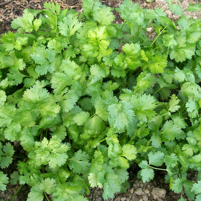 ZIXA Coriander Dhaniya Seed(2000 per packet)