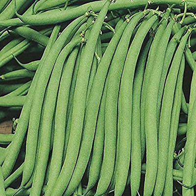 SREE Gwar Fali/Cluster Beans 99 Seed(20 per packet)
