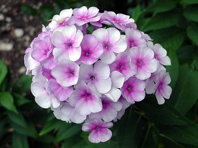 XOLDA Exotic phlox Seed(20 per packet)