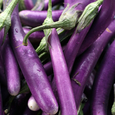 CYBEXIS Large Eggplant/Brinjal Vegetable Seeds1200 Seeds Seed(1200 per packet)