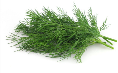 Quentova Dill /Soya Herb Grow This Tasty Herb in Your Garden-NCS-22J Seed(300 per packet)