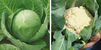 Cloud Farm Cabbage and Cauliflower combo Seed(48 per packet)