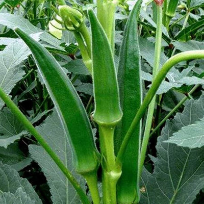 ibains Bhendi seeds Seed(122 per packet)