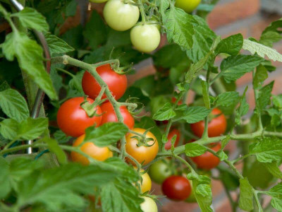 WILLVINE Tomato Seed(3000 per packet)