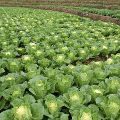 KNESSiN Chinese Cabbage Seed(1250 per packet)