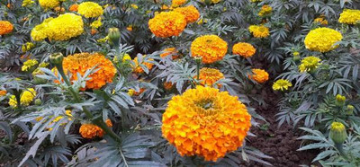 Alessi marigold/gende ka phool flower seeds Seed(25 per packet)