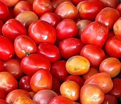 CYBEXIS Manmohan Hybrid Tomato2000 Seeds Seed(2000 per packet)