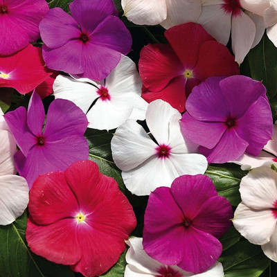 MOONQULTY Nayantara/Vinca Mixed Color Flower Seeds Seed(59 per packet)