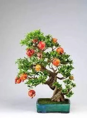 Chalisa Pomegranate, Anaar Seed(170 per packet)