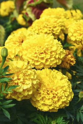 Shree Dev marigold/gende ka phool flower seeds Seed(75 per packet)