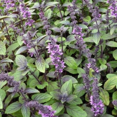 KNESSiN Blue Spice Basil (Ocimum americanum) Medicinal Herb-{800 Seeds} Seed(800 per packet)