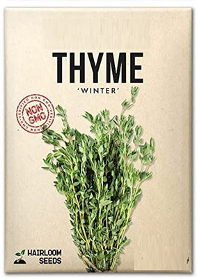 WILLVINE Non-GMO HybridThyme-5000 Seeds Seed(5000 per packet)