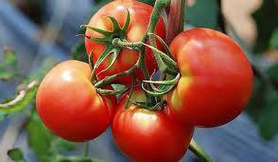 XOLDAA hybrid f1 quality tomato seeds Seed(50 per packet)