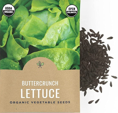 CYBEXIS Buttercrunch: Bibb-style Lettuce2000 Seeds Seed(2000 per packet)