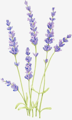 XOLDA Organic lavender herb Seed(15 per packet)
