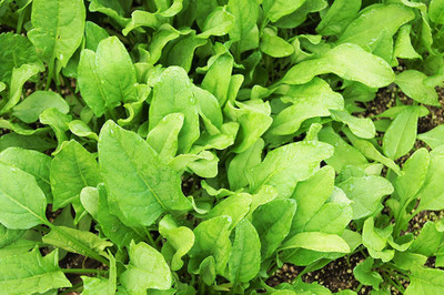 Cloud Farm Spinach Seed(15 per packet)