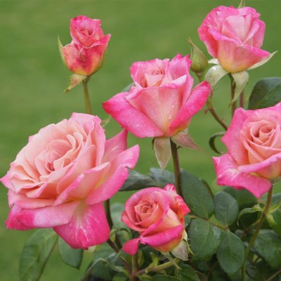 CYBEXIS XLL-52 - Hybrid Pink Tea Rose - (100 Seeds) Seed(100 per packet)