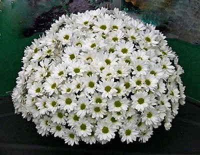 Qualtivate TLX-368 Jamanthi Poovu Chrysanthemum White Flower Seeds Seed(25 per packet)