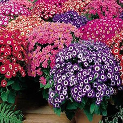 Epazo Cineraria Seed(30 per packet)