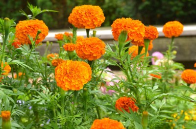 Cosmos marigold/gende ka phool flower seeds Seed(50 per packet)