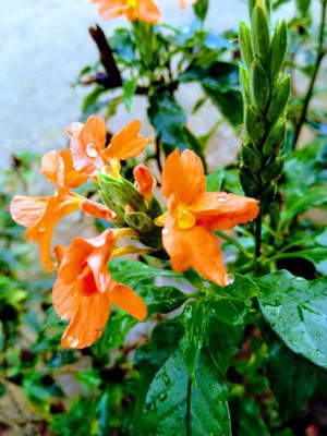 SaaHeli kanakambaram-firecracker-crossandra Seed(36 per packet)