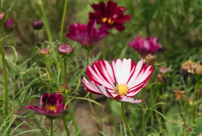 ZIXA Picotte Cosmos Seed(40 per packet)