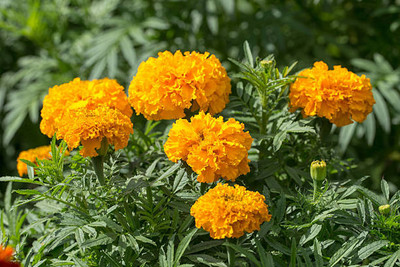 SHREENATHJI SEEDS FARM marigold/gende ka phool flower seeds Seed(25 per packet)