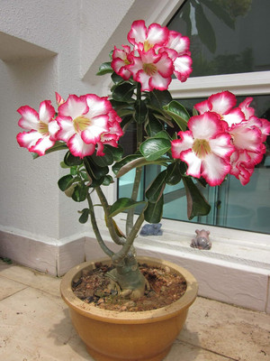 Qualtivate GBPUT-99 Mixed Color Adenium Obesum Seeds Seed(30 per packet)