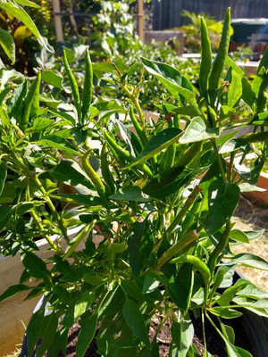 Farmonix Thai Chilli - Green Seeds Seed(2000 per packet)