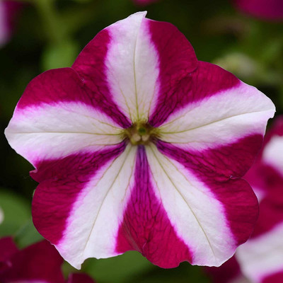 CYBEXIS Petunia Seed -Burgundy Star Blooms Seed(50 per packet)