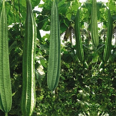Cloud Farm ridge gourd seeds 113 Seed(113 per packet)