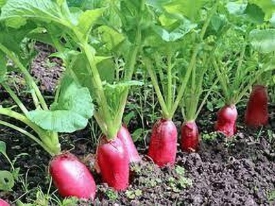 AMAJIT Long Radish/ Half Red Mooli for Home gardening(34) Seed(34 per packet)