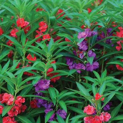 CYBEXIS Balsam Mixed Color Flower Seeds Seed(25 per packet)