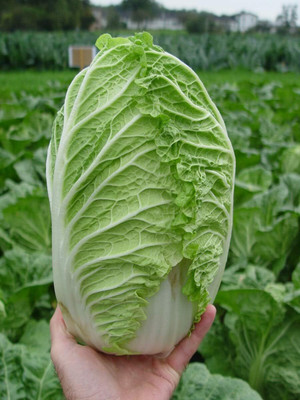 WILLVINE PUSA -XVI Peking Napa Cabbage Heirloom [10g] Seed(3000 per packet)