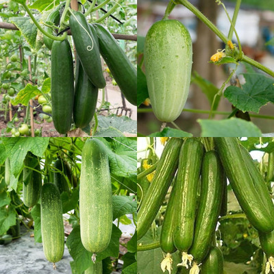 ibains Cucumber fruit seeds Kakari sosa seeds bij 20 Seed(20 per packet)