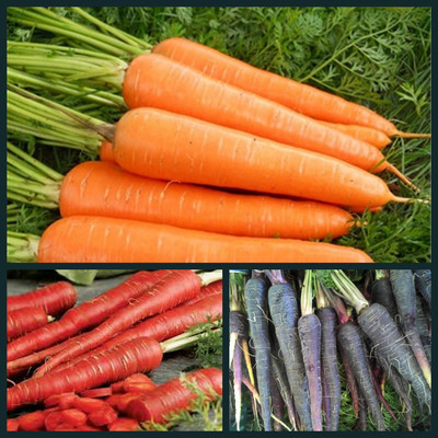 SimXotic Combo of Carrot Red/Black/Orange Vegetable Seeds Seed(50 per packet)