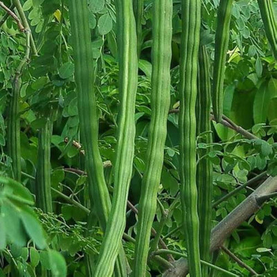 ibains Drumstick seeds. Seed(154 per packet)